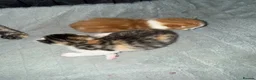 Domestic Shorthair cats for sale: Two beautiful female kittens for new home - Advert 11