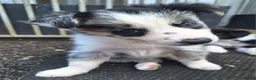 Border Collie dogs for sale: Beautiful fluffy Collie Pups for Sale - Advert 8