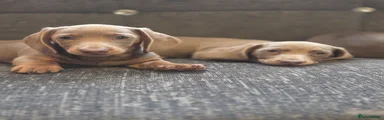 Miniature Dachshund Puppy 1