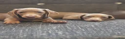 Miniature Dachshund dogs for sale: Niniature  dachshund in Birmingham - Advert 8