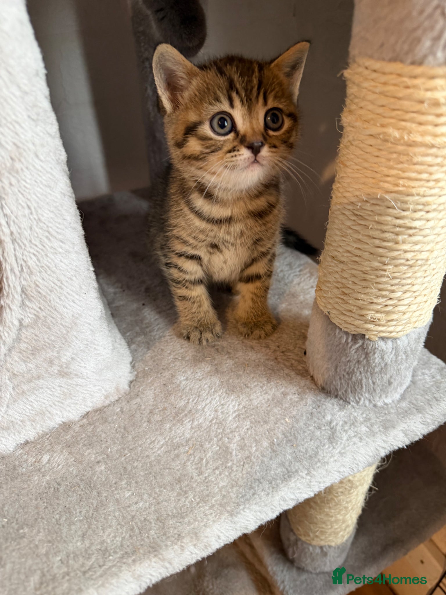 British Shorthair cats for sale: Stunning British short hair kitten - Advert 1