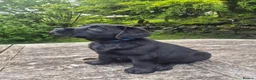 Labrador Retriever dogs for sale: KC Reg Black Labrador Puppies - Ready to Go! - Advert 4