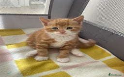 Mixed Breed cats for sale: Ginger boy - Image 1