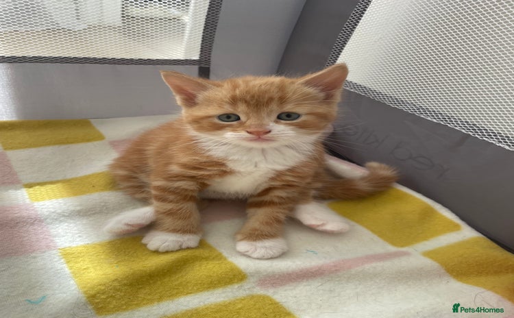 Mixed Breed cats - Advert 6