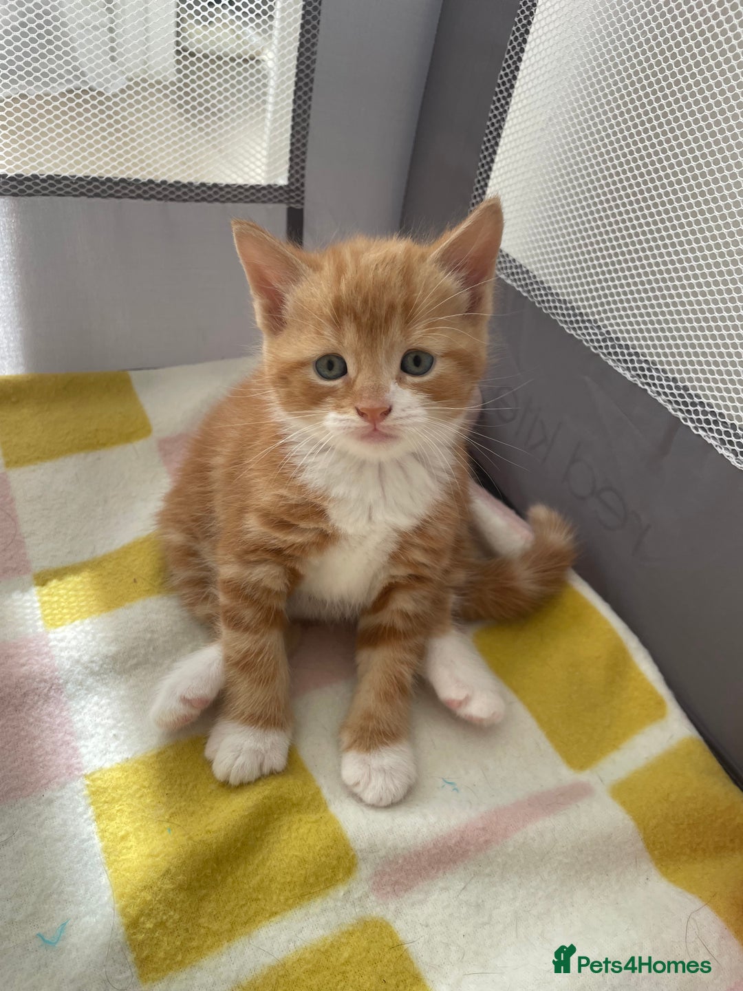 Mixed Breed cats for sale: Ginger boy - Image 1