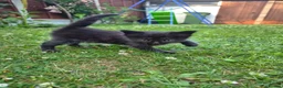 Mixed Breed cats for sale: Kittens  - Advert 9