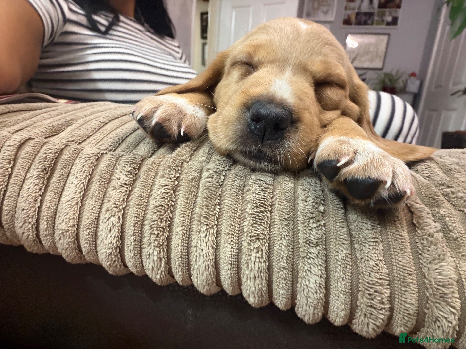 Cockerdor dogs for sale: 🐾 9 BEAUTIFUL COCKERDOR PUPPIES FOR SALE 🐾 - Advert 8