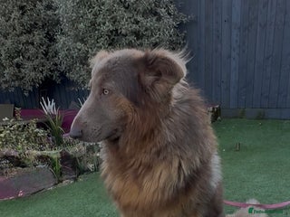 German Shepherd dogs in Tiverton - Advert 4