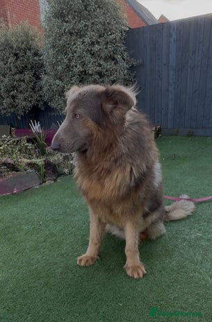 German Shepherd dogs in Tiverton - Advert 1