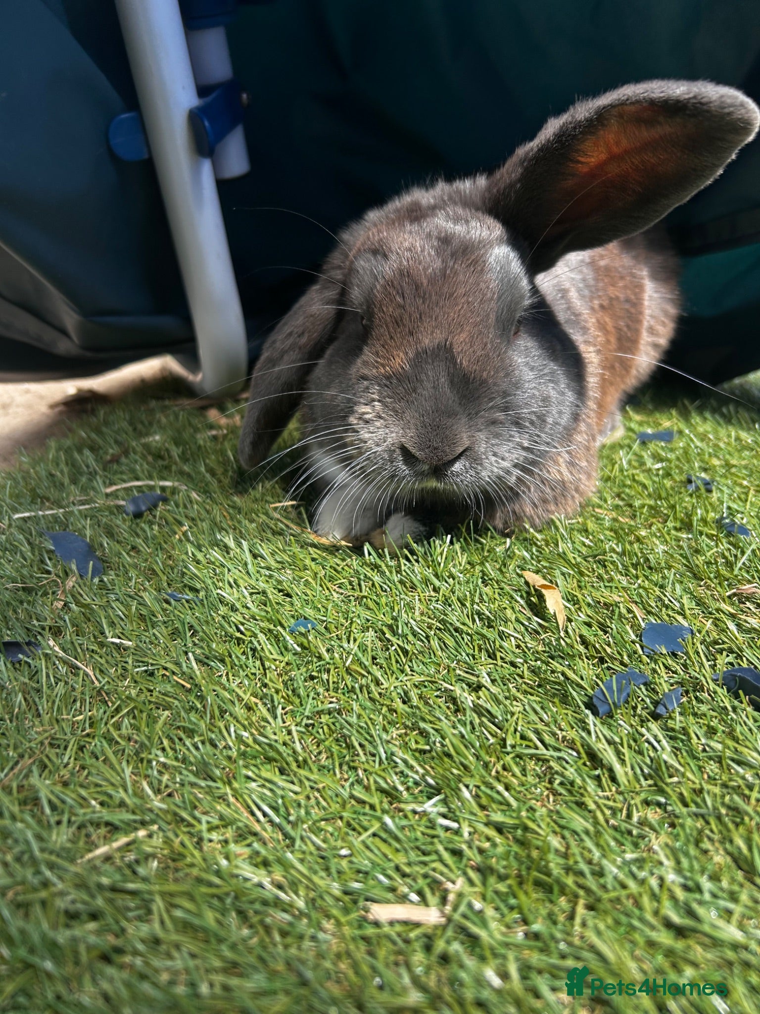 Mini Lop rabbits Lovely mini lops for sale  - Advert 14