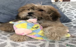 Shihpoo dogs for sale: shihpoo puppies for sale  - Image 17