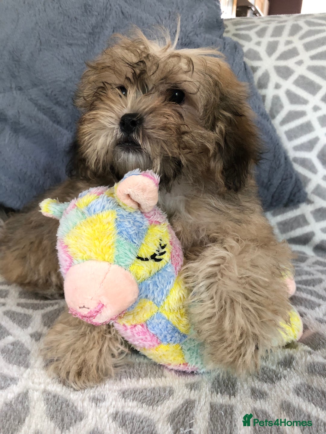 Shihpoo dogs for sale: shihpoo puppies for sale  - Image 17