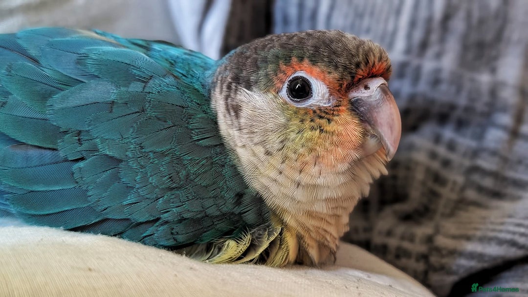 Conures birds for sale: Silly tame Handreared Turquoise Green Cheek Conure - Image 7