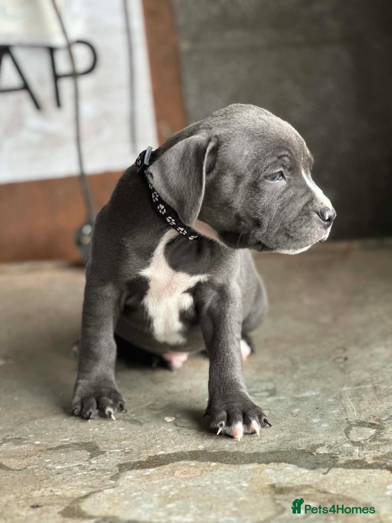 Staffordshire Bull Terrier dogs Lovely Staffordshire Bull Terrier Pups - Advert 2