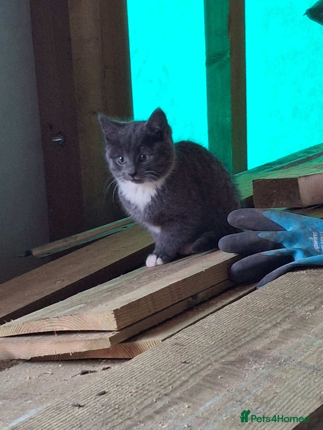 Mixed Breed cats for sale: Grey kittens  - Advert 6