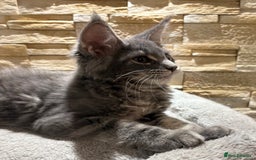 Maine Coon cats for sale: Pure blood Maine coon kittens  - Image 17