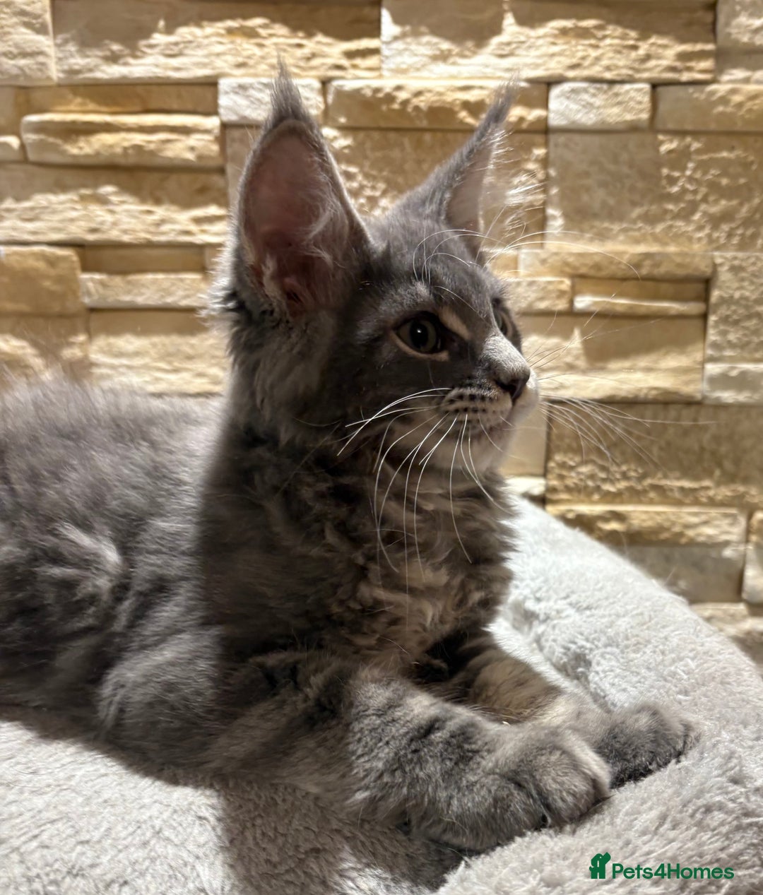 Maine Coon cats for sale: Pure blood Maine coon kittens  - Image 17