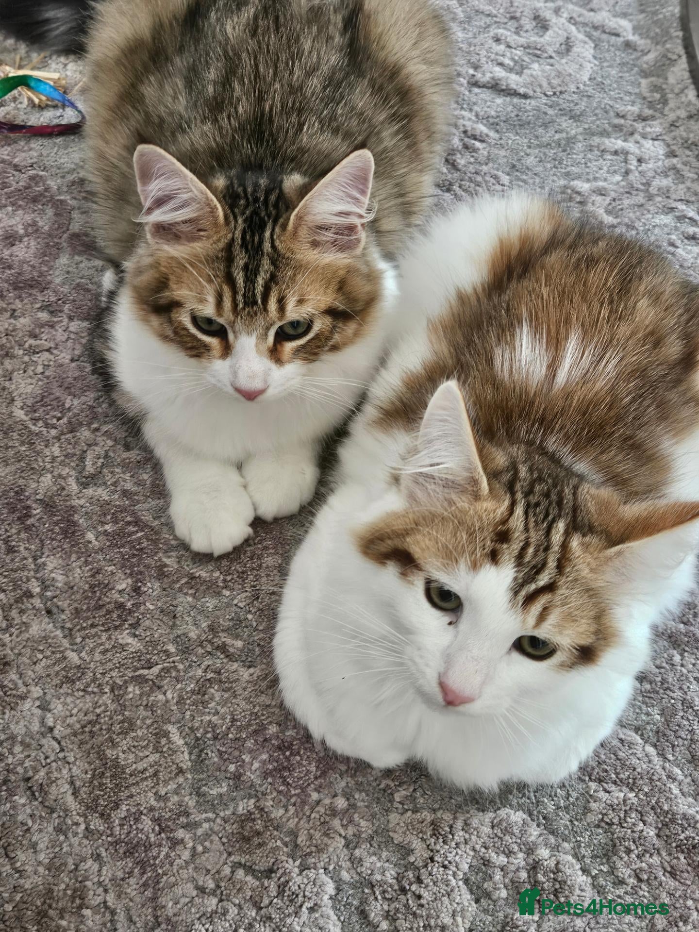 Siberian cats Gorgeous Siberian kitten waiting for you🌞. - Advert 1