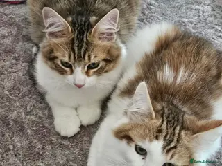 Siberian cats Gorgeous Siberian kitten waiting for you🌞. - Advert 1