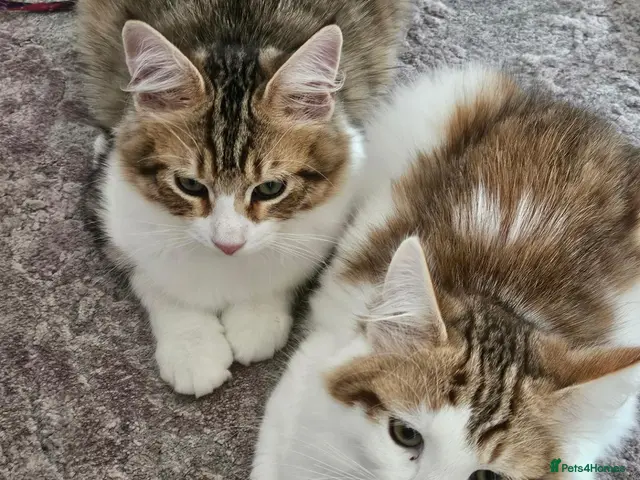 Siberian cats Gorgeous Siberian kitten waiting for you🌞. - Advert 12