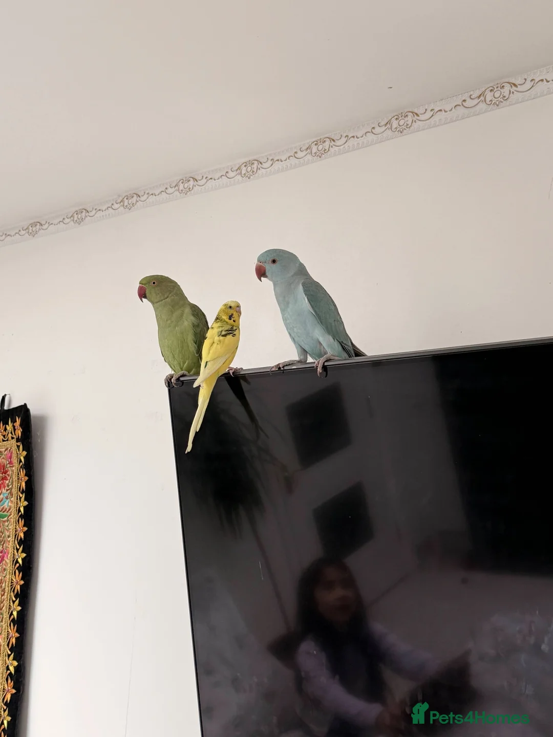 Ringnecks birds for sale: Indian ring neck tamed birds. - Advert 5