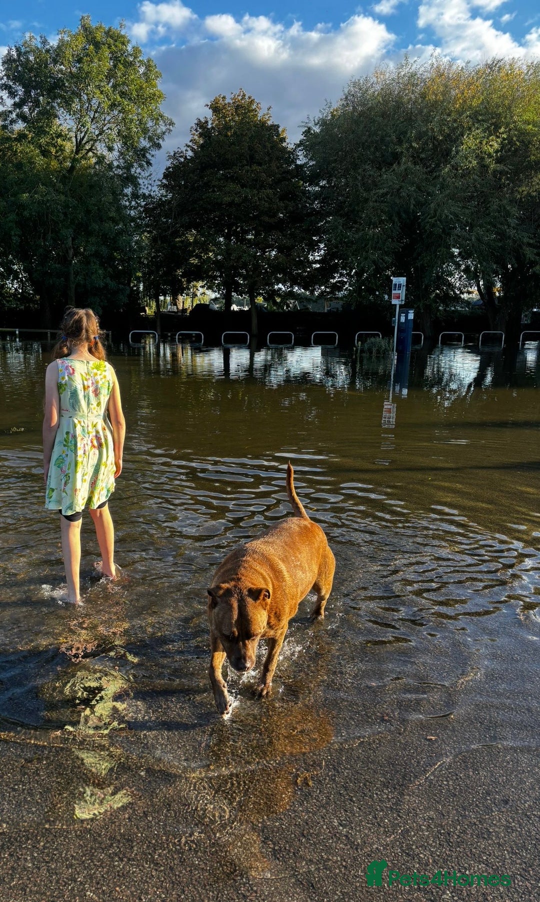 Mixed Breed dogs for sale: Hazels looking for a new home - Advert 10