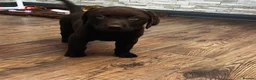 Labrador Retriever dogs for sale: KCReg Chocolate Lab Boy–Ready Now NewRajArk Kennel - Advert 7