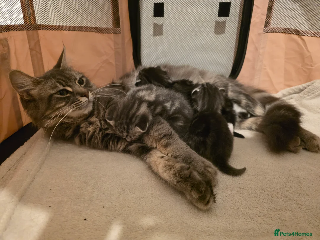 Mixed Breed cats for sale: Half Siberian kittens - ready to leave - Advert 2