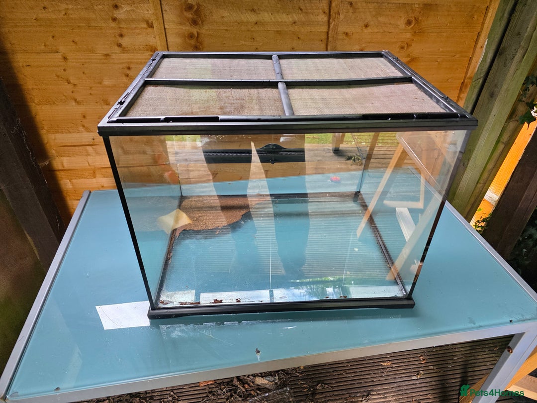 Frog reptiles for sale: Kit terrarium - Image 6