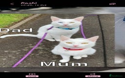 Khao Manee cats for sale: Pure white kittens male - Image 3