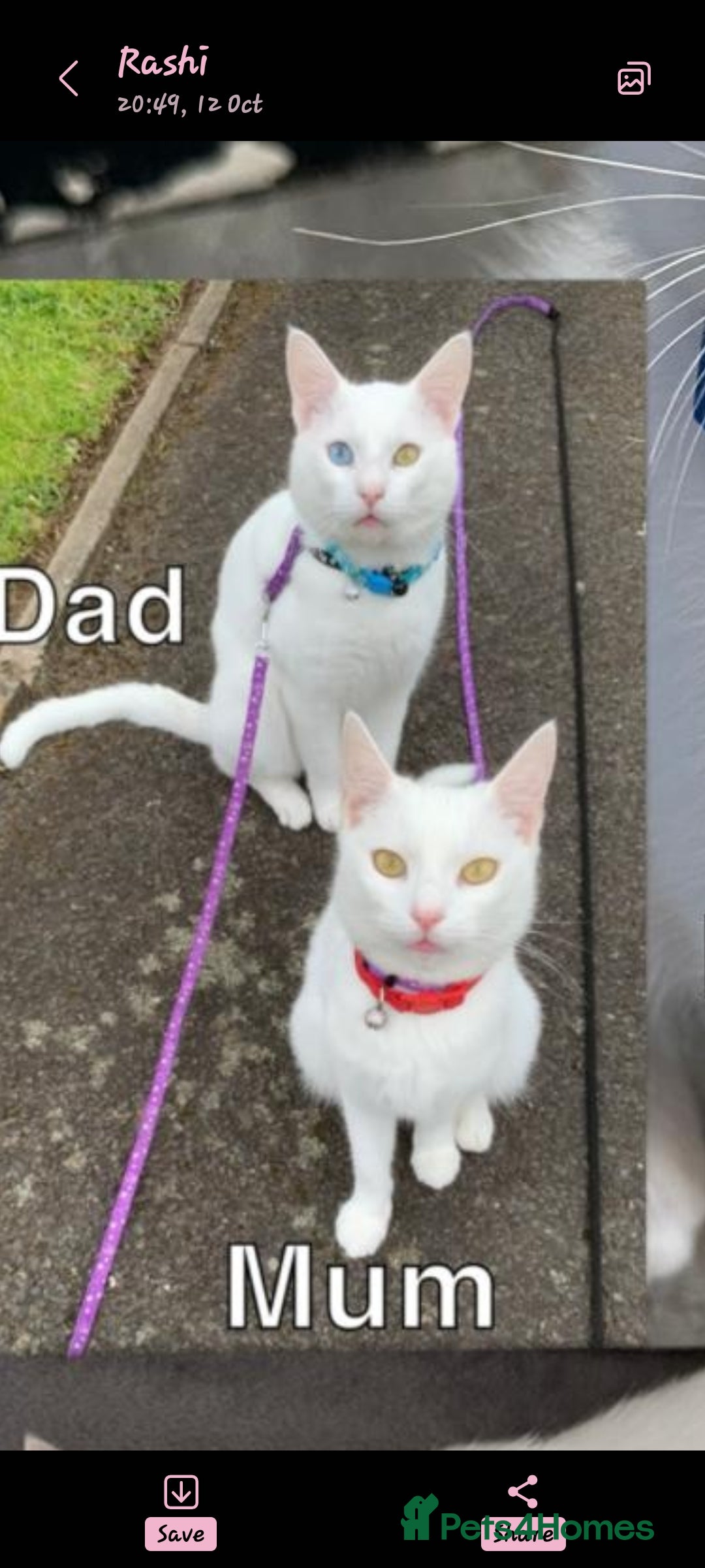 Khao Manee cats for sale: Pure white kittens male - Image 3