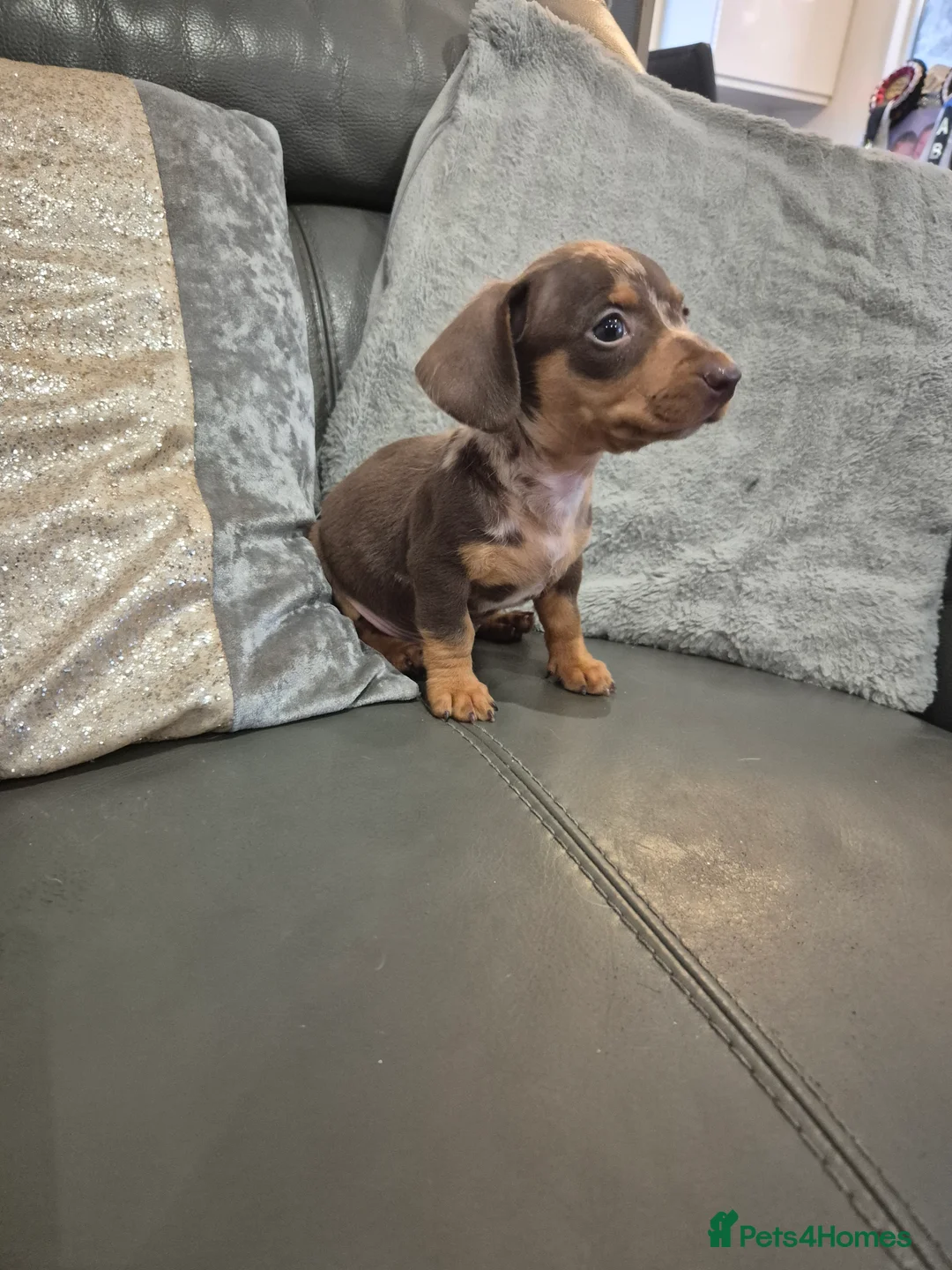 Miniature Dachshund dogs for sale: KC Dachshund Boys - Ready Now - Advert 12