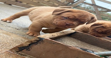 Dogue De Bordeaux dogs - Advert 4
