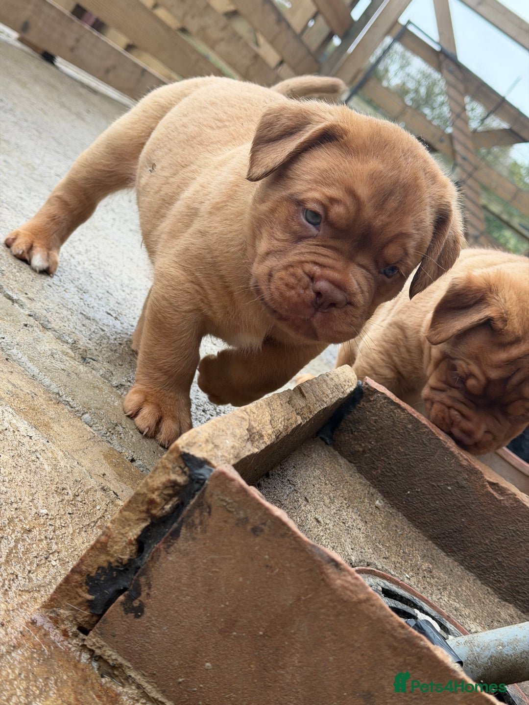 Dogue De Bordeaux dogs for sale: ONLY ONE BOY LEFT! STUNNING PUPS AVAILABLE  - Image 2