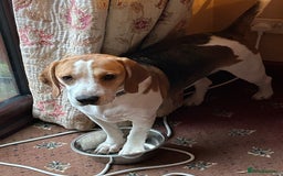 Beagle dogs for sale: Archie the Beagle for sale  - Image 5