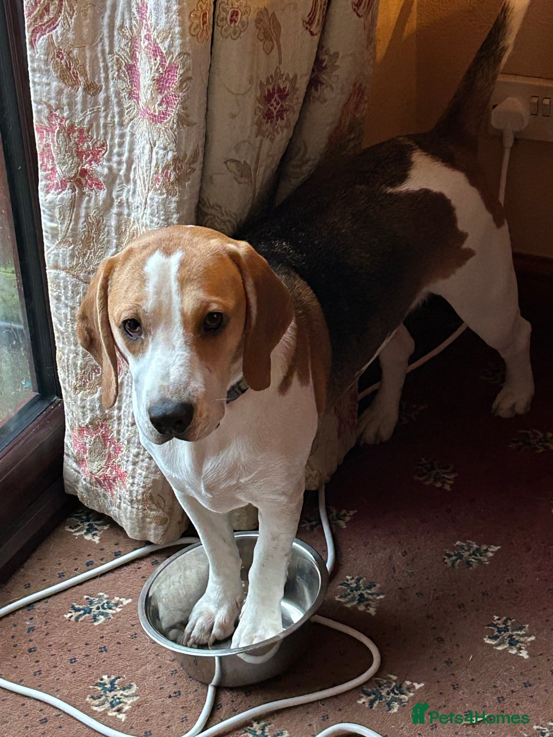 Beagle dogs for sale: Archie the Beagle for sale  - Image 5