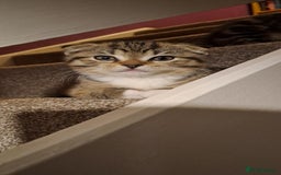 Scottish Fold cats for sale: Scottish fold/straight kittens  - Image 7
