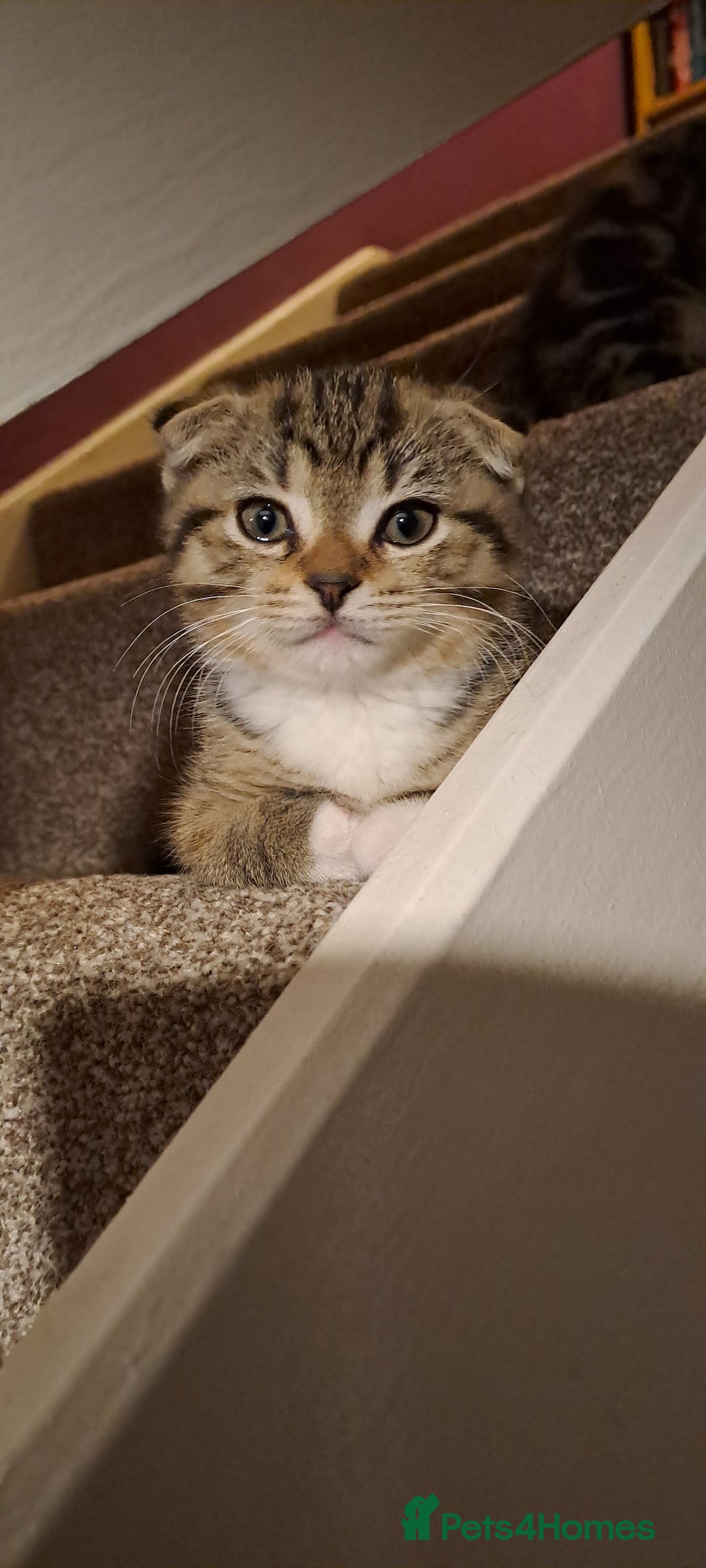 Scottish Fold cats for sale: Scottish fold/straight kittens  - Image 7