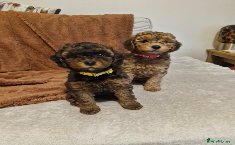 Mixed Breed dogs - Advert 1