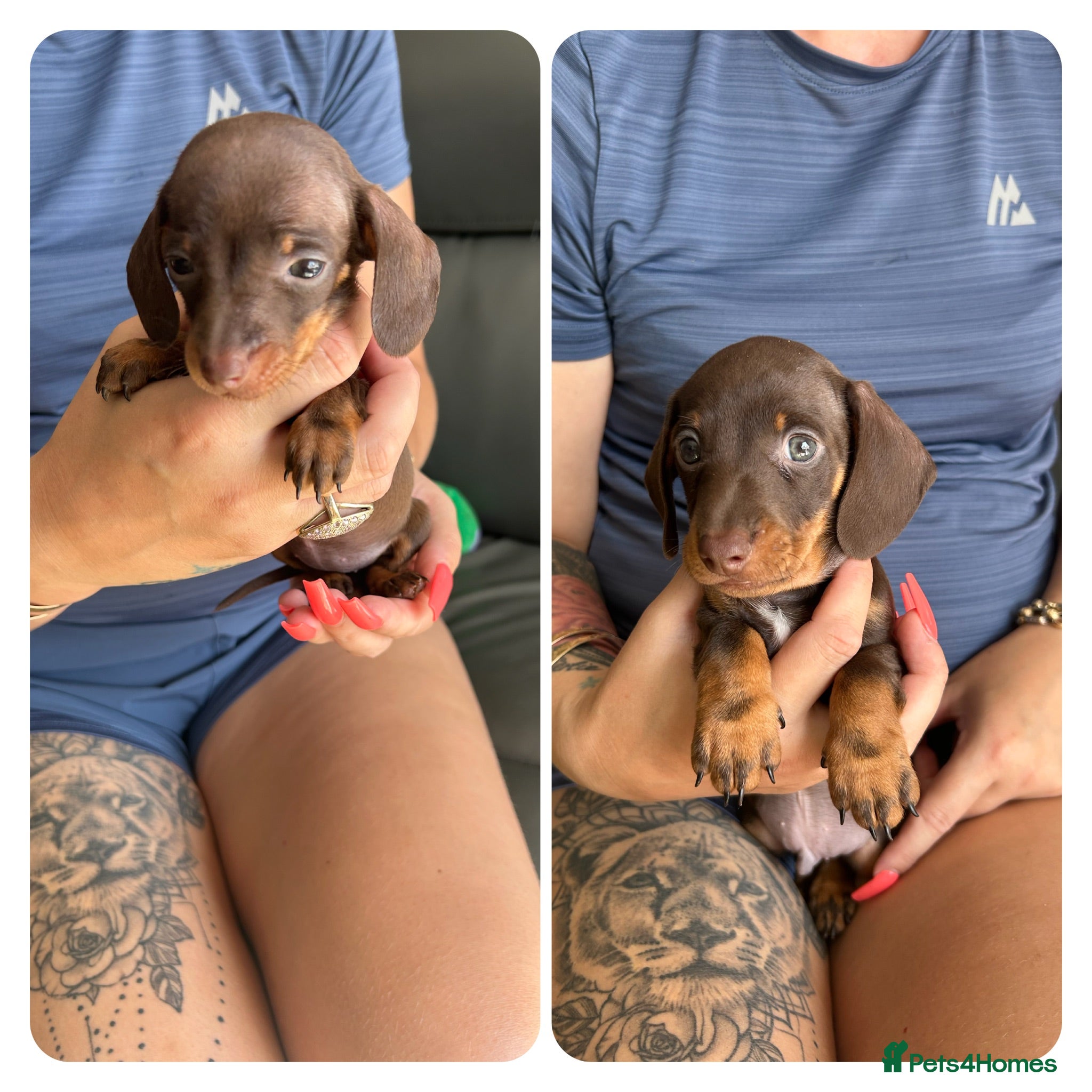 Miniature Dachshund dogs Dachshund  - Advert 17