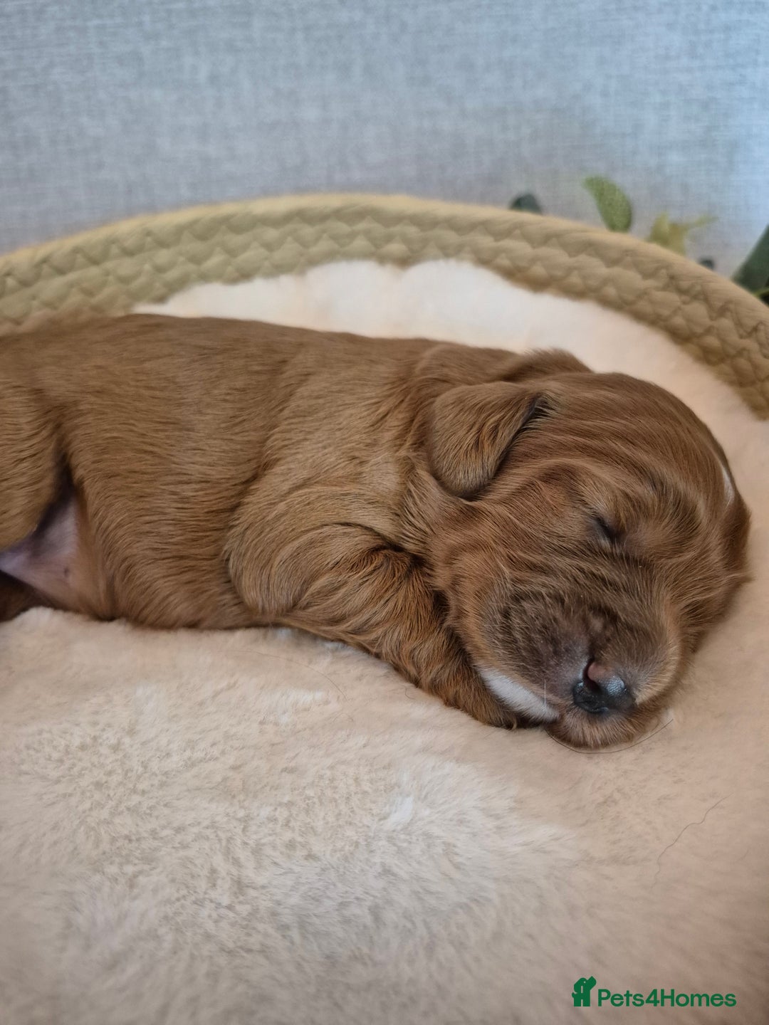 Cockapoo dogs for sale: red cockapoo f1 non fading - Image 5