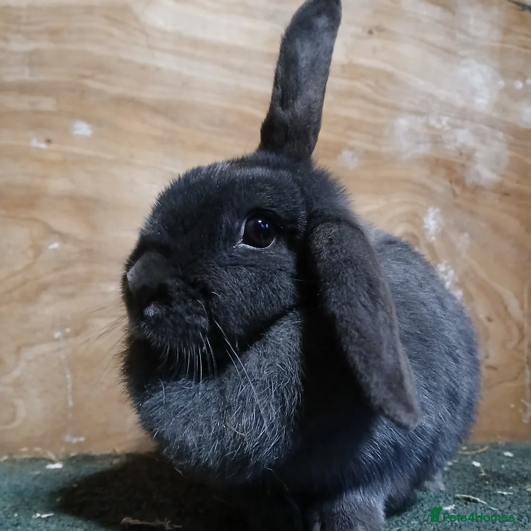 Mixed Breed rabbits for sale: 2 Year Old Dark Grey Mini-lop💗 - Advert 6