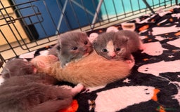 Mixed Breed cats for sale: Kittens looking for forever homes - Image 10