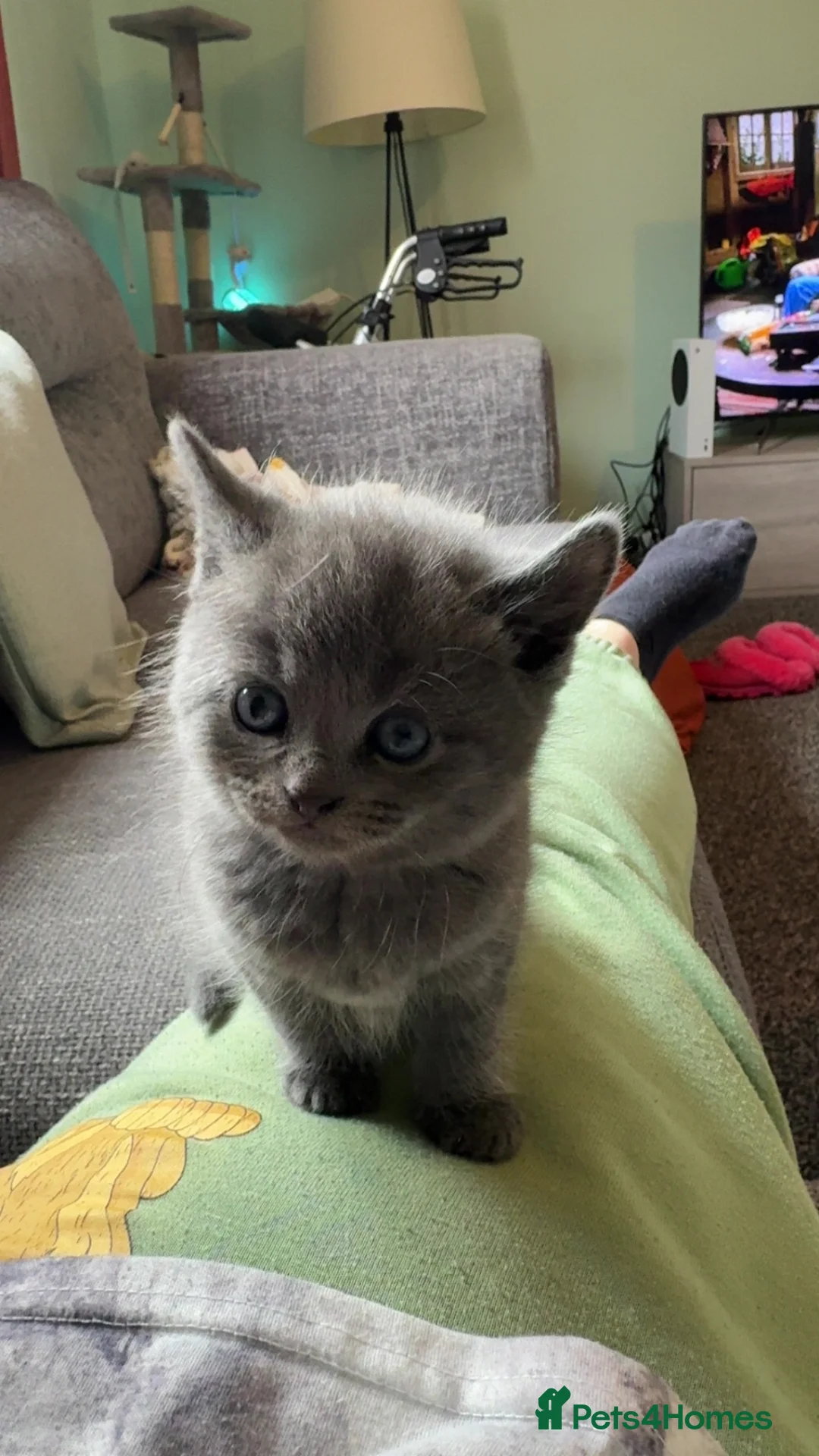 Mixed Breed cats for sale: Male Bengal x Tortoiseshell Kitten  - Advert 1