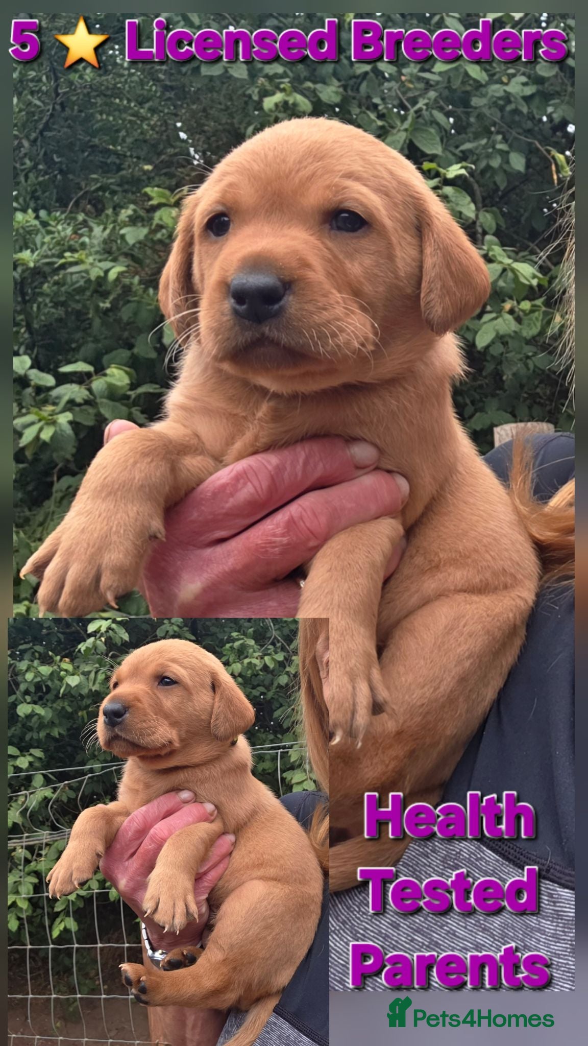 Labrador Retriever dogs Fantastic Fox Red Labrador Puppies  - Advert 1