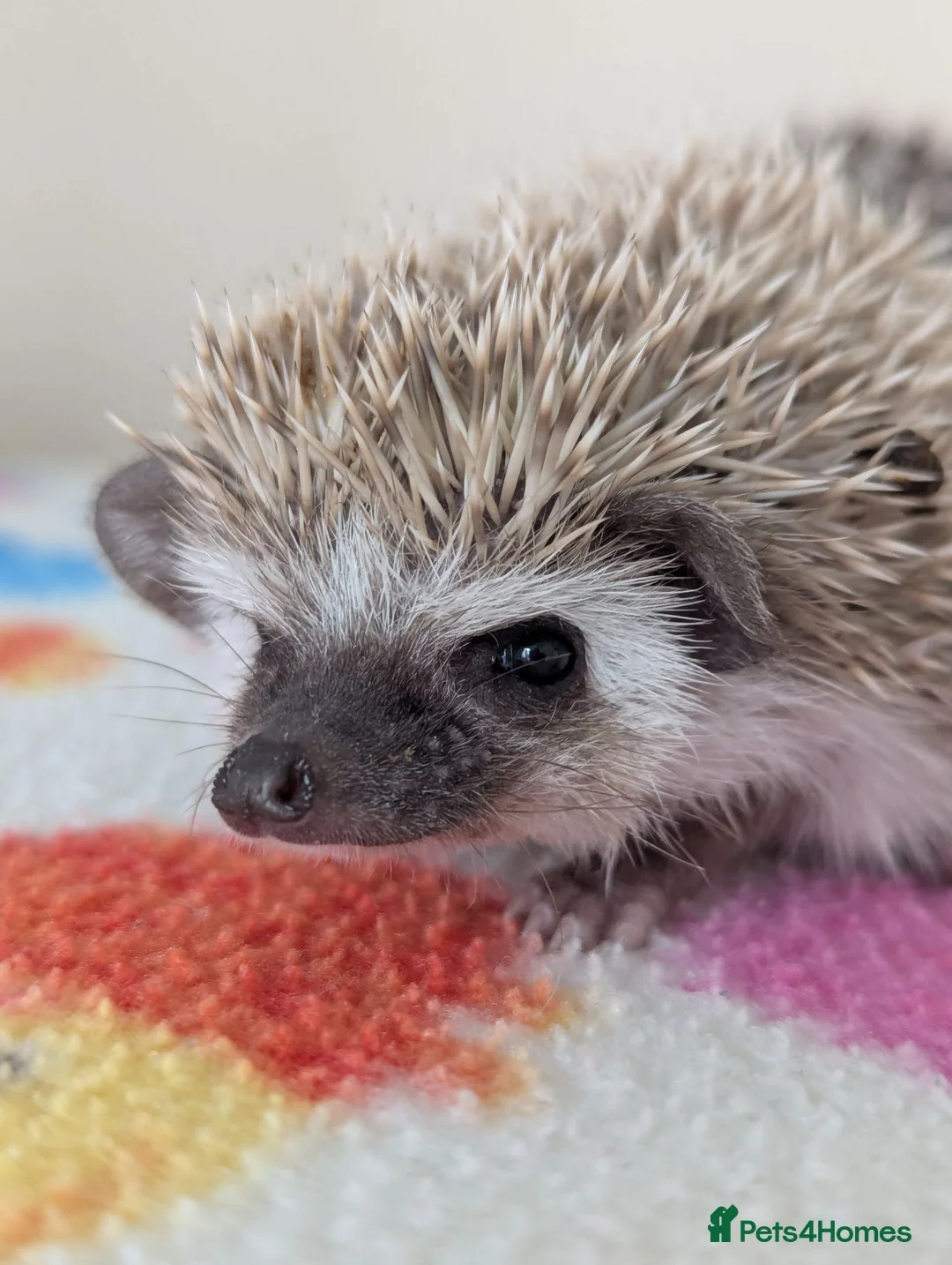Pygmy Hedgehog rodents for sale: Stunning Hoglets Ready Now and to Reserve  in Romney Marsh - Advert 20