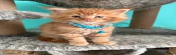 Maine Coon cats for sale: Beautiful Maine Coon Kittens – Ready to Reserve - Advert 20