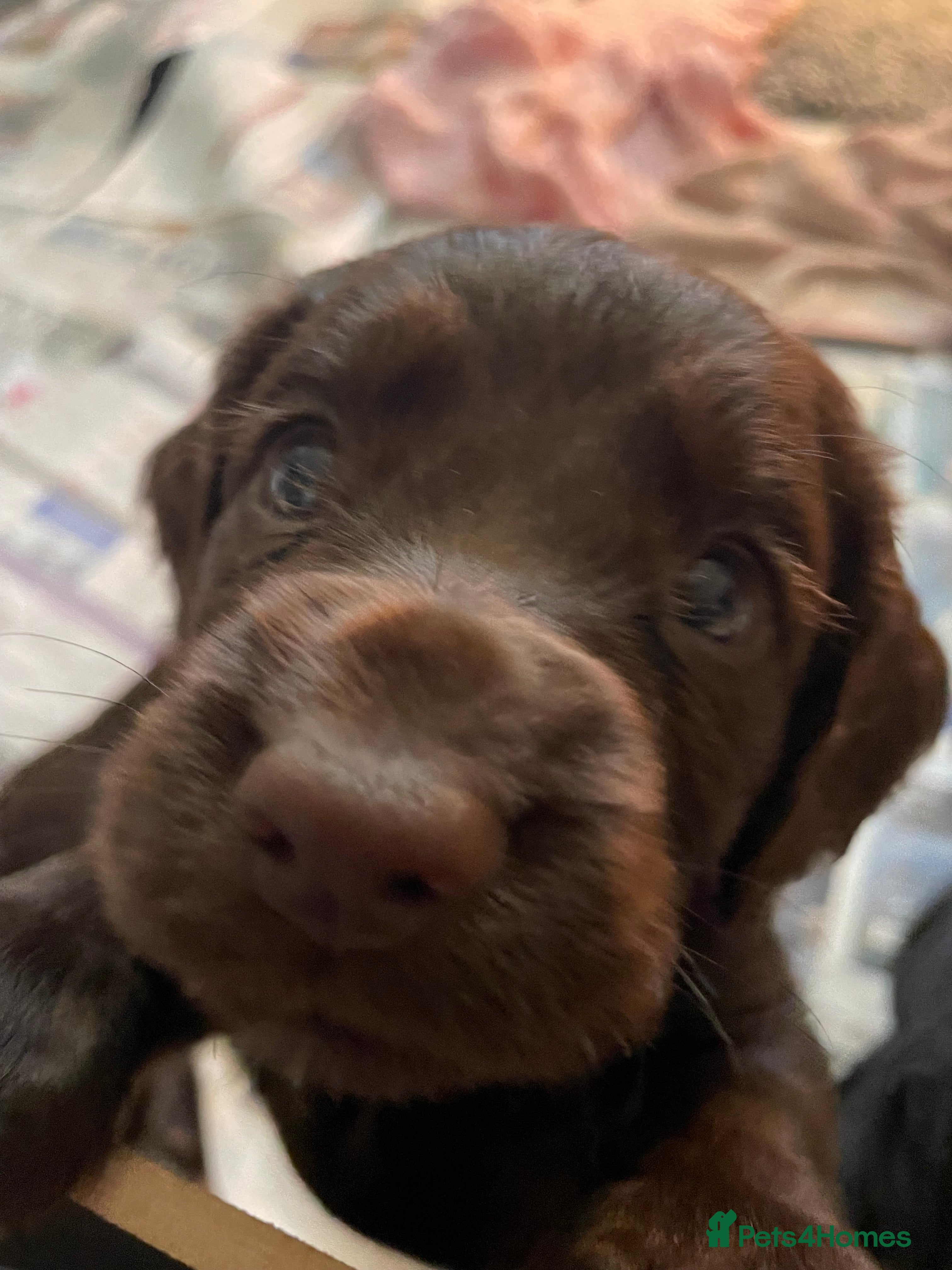 Cocker Spaniel dogs Working cocker spaniel puppies - Advert 12