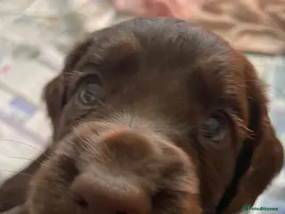 Cocker Spaniel dogs Working cocker spaniel puppies - Advert 12