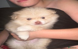 Pomeranian dogs for sale: Blue eye boy and Tiny golden girl poms ready now  - Image 14